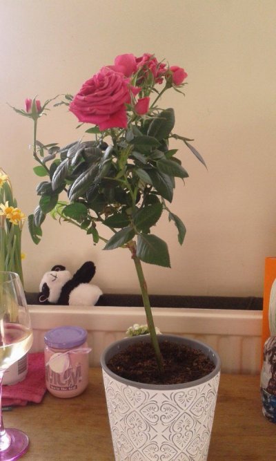 who-knows-about-roses.jpg