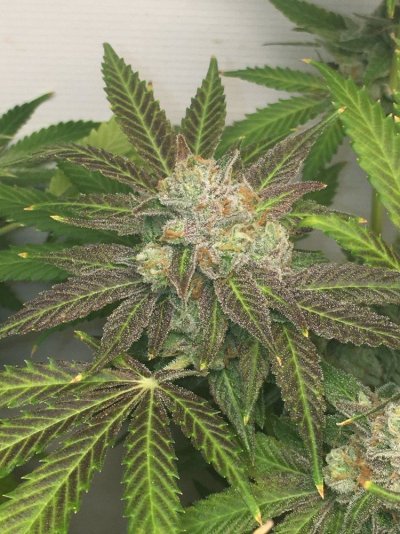 Uzi (oozy) Cookies F1 By Thegrowingrack