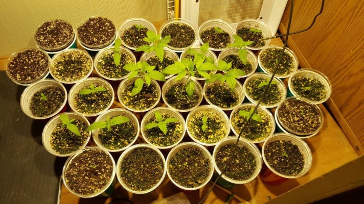 Junk's Growing Log