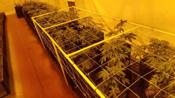 Soil Help Please