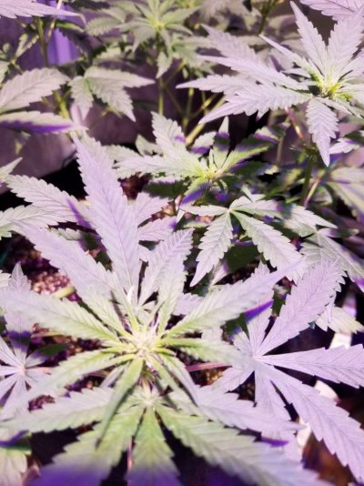my-grow-please-tips-and-advise-welcome-3.jpg