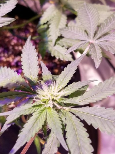 my-grow-please-tips-and-advise-welcome-5.jpg