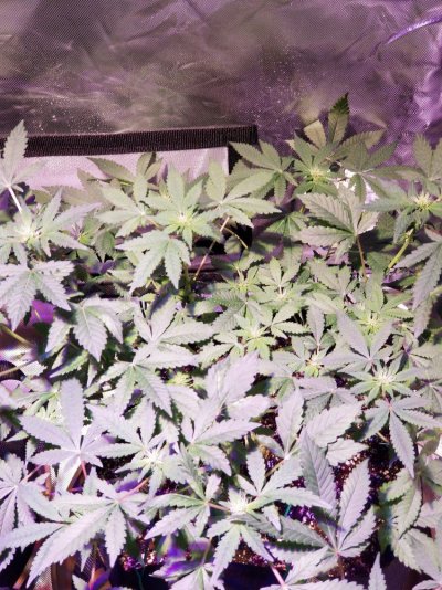 my-grow-please-tips-and-advise-welcome-8.jpg