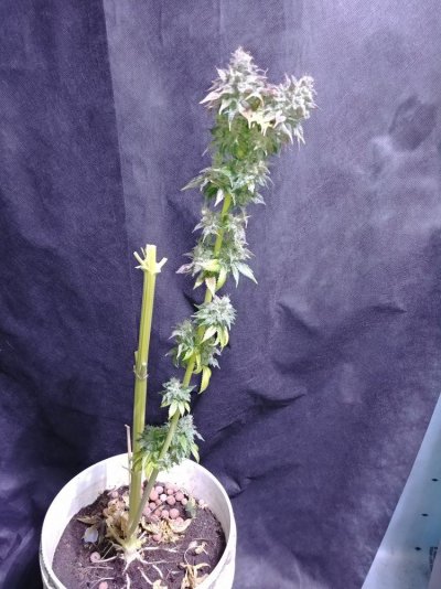 20190414_011306.jpg
