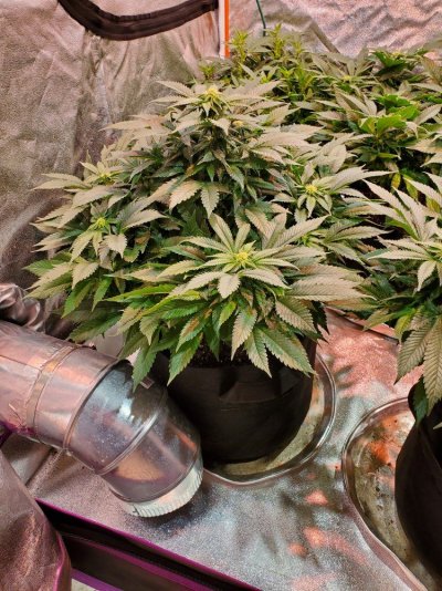 white-widow-x-purple-haze.jpg