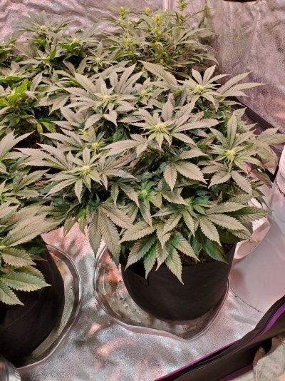 white-widow-x-purple-haze-3.jpg