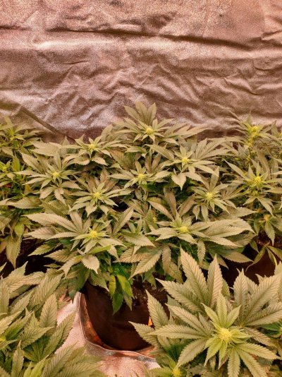 white-widow-x-purple-haze-4.jpg