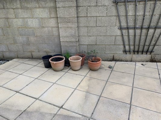 growing-automatic-plants-in-my-back-garden-uk.jpeg