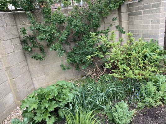 growing-automatic-plants-in-my-back-garden-uk-3.jpeg