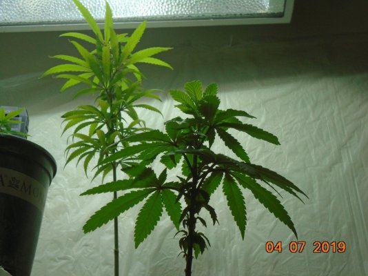 first-grow-11.jpg