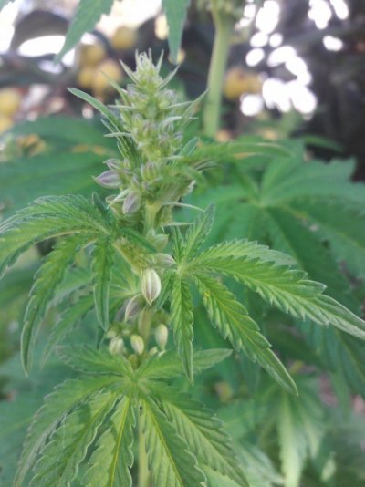 tranny-plant.jpg