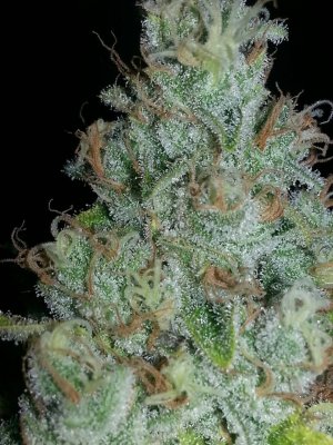 Sled Dawg #24 pheno2.jpg