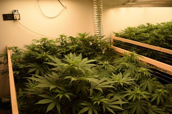 please-help---switched-to-leds--slow-growth-no-budding-6.jpg