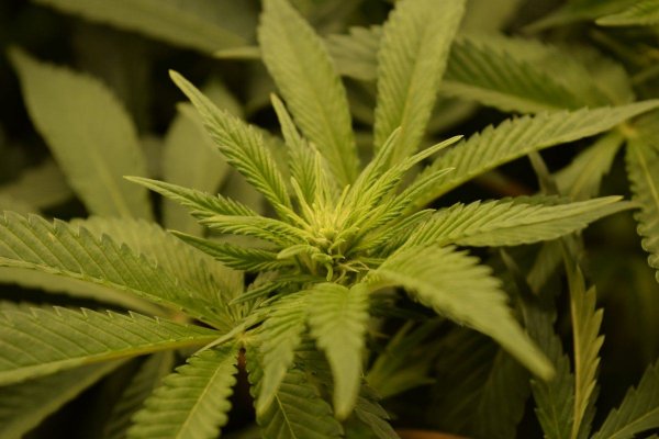 please-help---switched-to-leds--slow-growth-no-budding-10.jpg