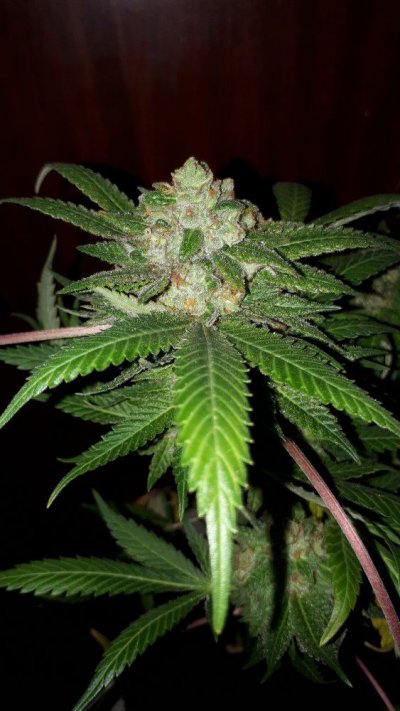 Let's See Your Frostiest Flowers