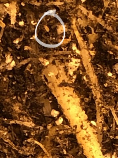 insect-identification.jpeg