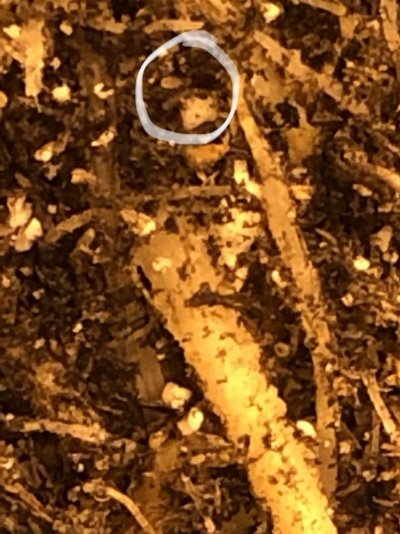 insect-identification-2.jpeg
