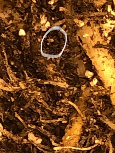 insect-identification-4.jpeg