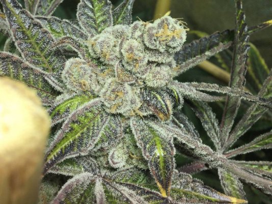 In House Genetics??