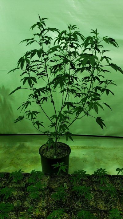 Karma Genetics  Headbanger / Mr D0p3sauce Grow Blog =]