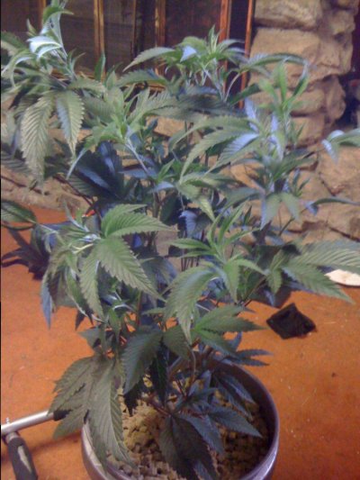 tahoe-og-id-2.jpg