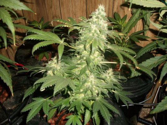 Week 6 Picture 3.jpg