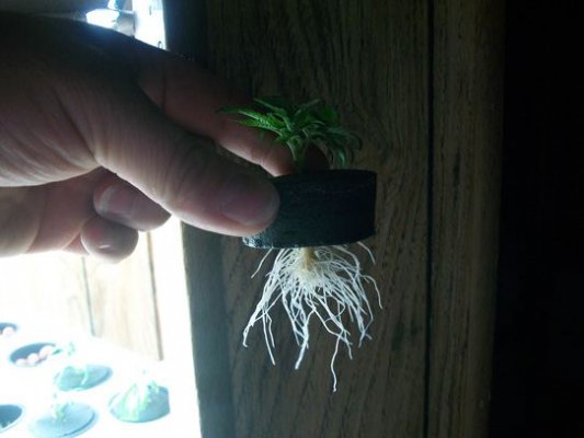 Gooey-Super-Skunk-12-day-old-clone.jpg