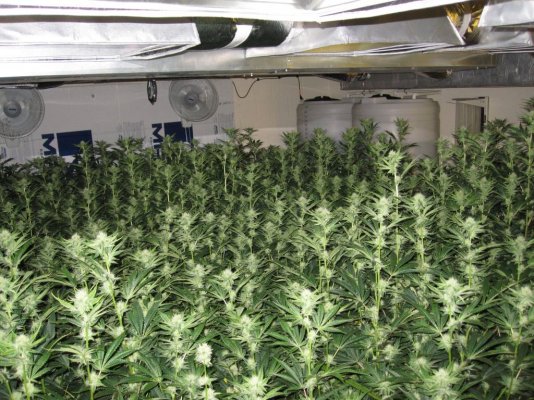 House & Garden Nutes., Under Current Systems, 30,000 Watts, 10 Tons of A/C, Co2
