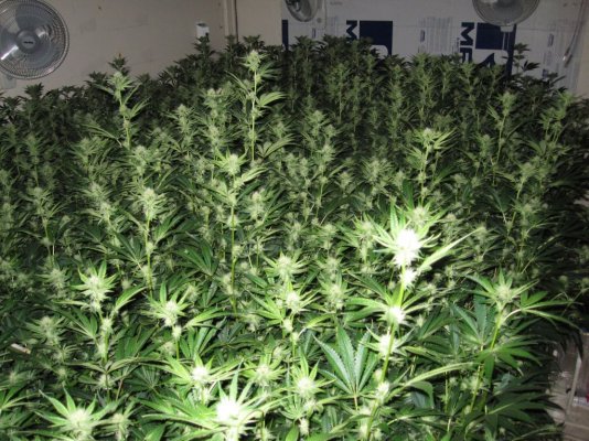 House & Garden Nutes., Under Current Systems, 30,000 Watts, 10 Tons of A/C, Co2