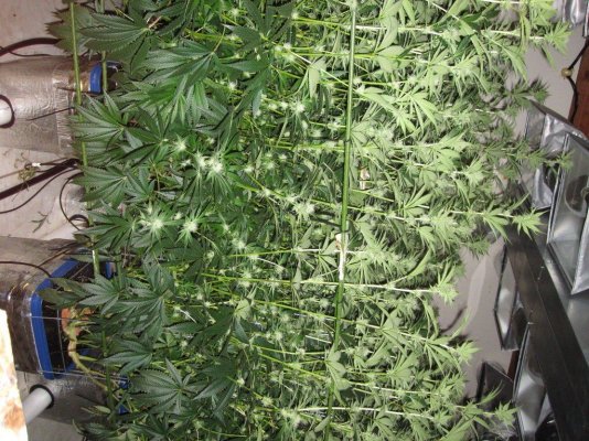 House & Garden Nutes., Under Current Systems, 30,000 Watts, 10 Tons of A/C, Co2