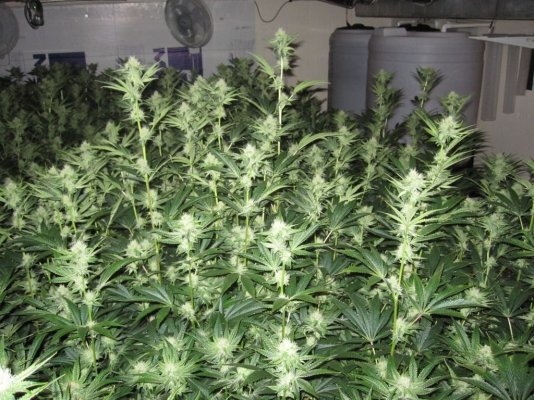 House & Garden Nutes., Under Current Systems, 30,000 Watts, 10 Tons of A/C, Co2