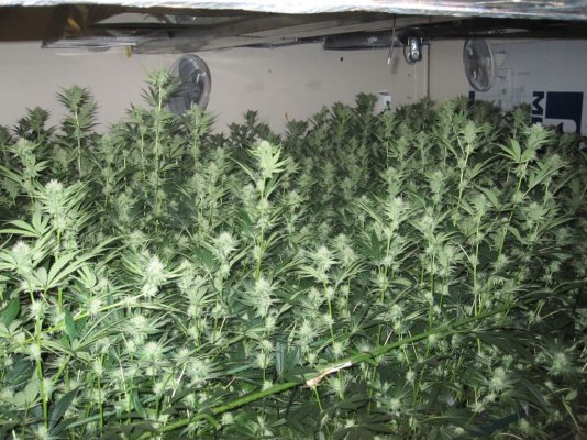 House & Garden Nutes., Under Current Systems, 30,000 Watts, 10 Tons of A/C, Co2