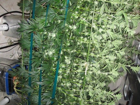 House & Garden Nutes., Under Current Systems, 30,000 Watts, 10 Tons of A/C, Co2