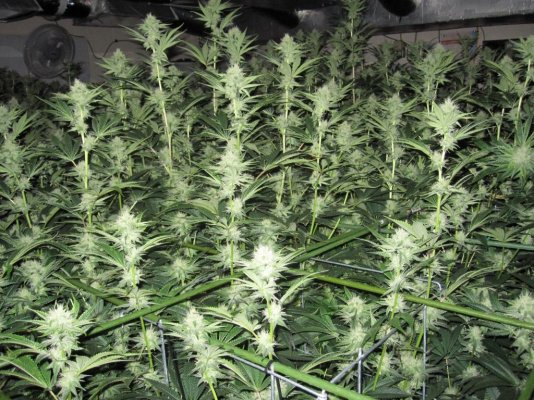 House & Garden Nutes., Under Current Systems, 30,000 Watts, 10 Tons of A/C, Co2