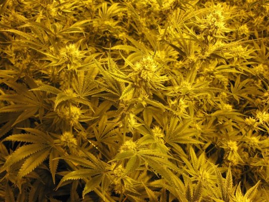 House & Garden Nutes., Under Current Systems, 30,000 Watts, 10 Tons of A/C, Co2