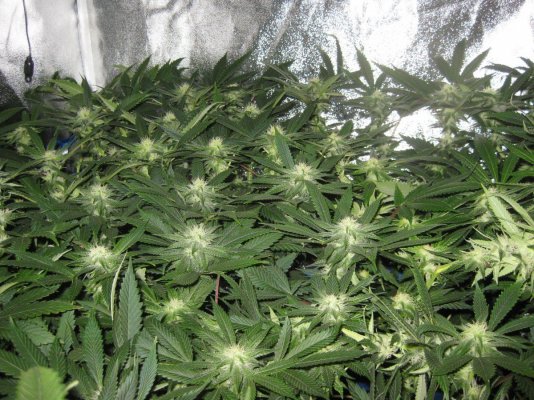 Wonka's Grow..  shmoe's(chem4 x dud) DuD, and Strawberry Bubba