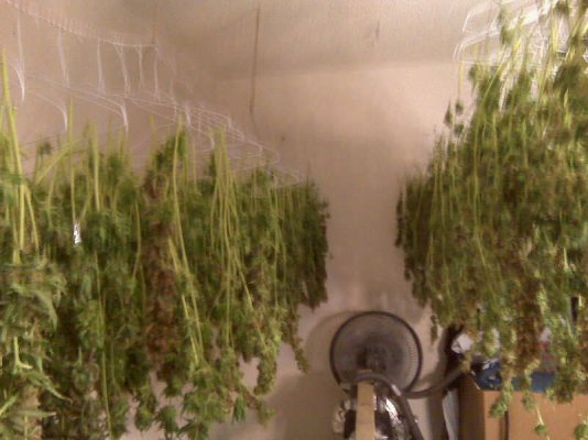 2kw SCROG with Blackberry Kush in Roots Coco 2nd Grow