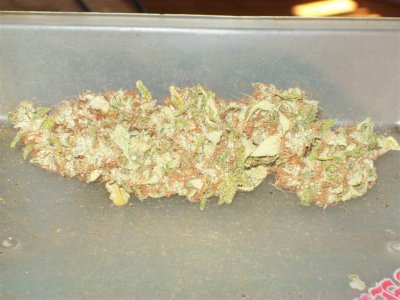 some-nugs-that-passed-in-front-of-me-2.jpg