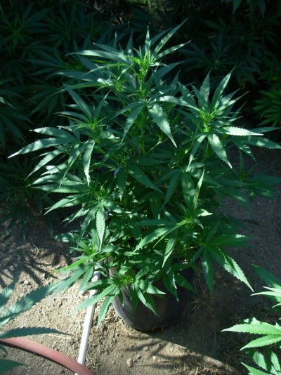 DSCN3335.JPG