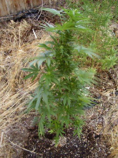 weed 003.JPG