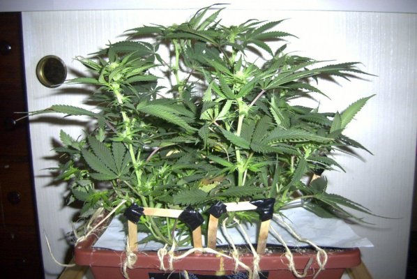 flower_15_2.JPG