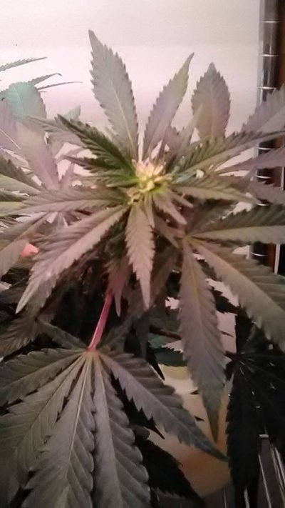 Start To Grow Again!