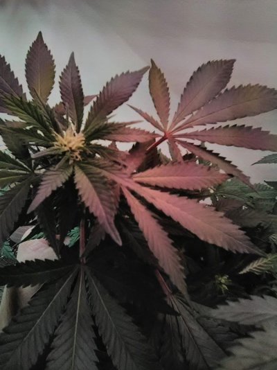Start To Grow Again!