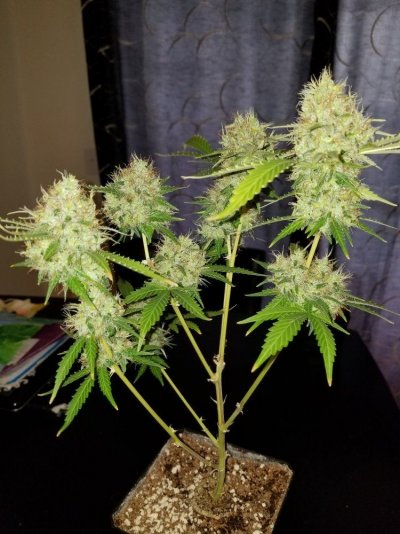 flowering-start-time-4.jpg