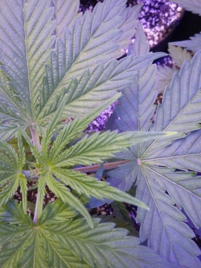 Light greenish tips on new growth?