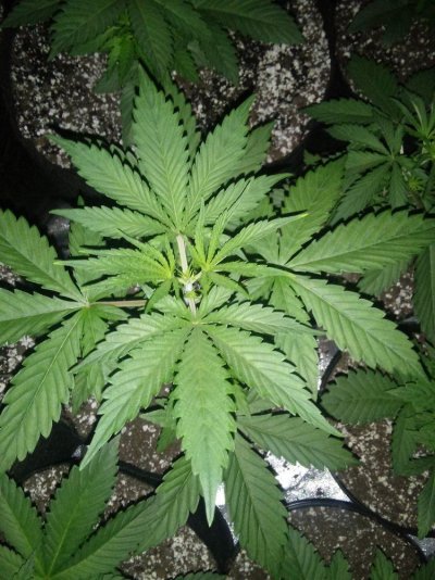 Light greenish tips on new growth?