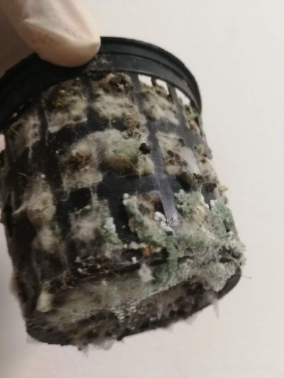 is this Mycorrhizae or Mold?
