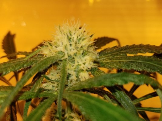Cure/Dry Room Advice