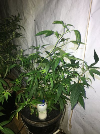 755F0693-F0C1-4405-8CC7-D21DDA10DA88.jpeg