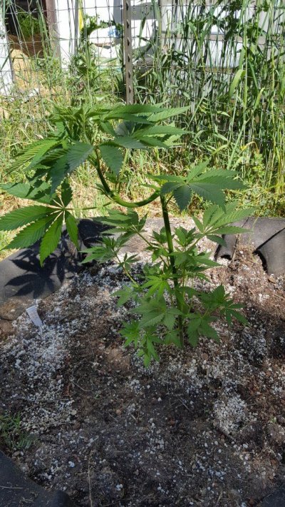 Junk's Growing Log